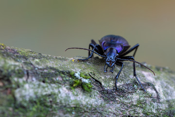 Ground beetle - Carabus problematicus