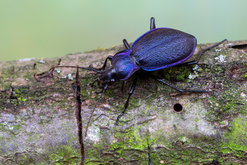 Ground beetle - Carabus problematicus