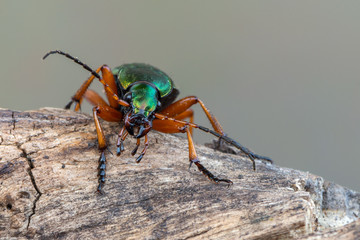 Golden Ground Beetle - Carabus auratus