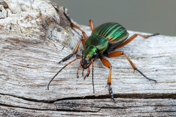 Golden Ground Beetle - Carabus auratus