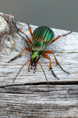 Golden Ground Beetle - Carabus auratus