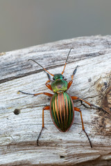 Golden Ground Beetle - Carabus auratus
