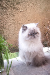 Naklejka na ściany i meble White cat sitting on the balcony