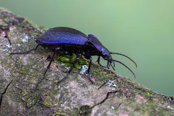 Ground beetle - Carabus problematicus