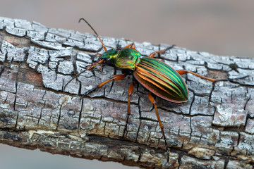 Golden Ground Beetle - Carabus auratus