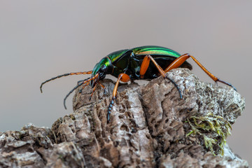 Golden Ground Beetle - Carabus auratus