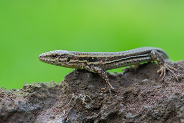 The common wall lizard - Podarcis muralis