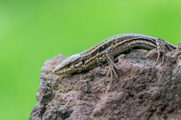 The common wall lizard - Podarcis muralis