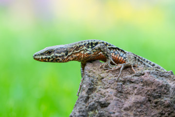 The common wall lizard - Podarcis muralis