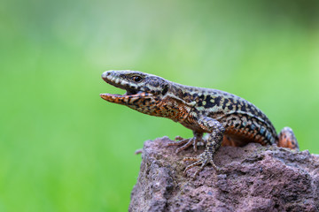 The common wall lizard - Podarcis muralis