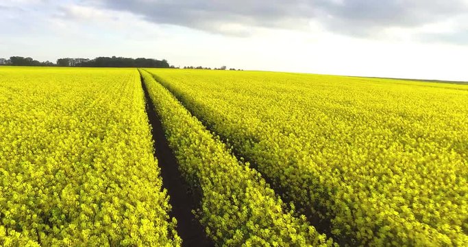Rich thriving oilseed agricultural plant fields of Poland agri sector, drone shot