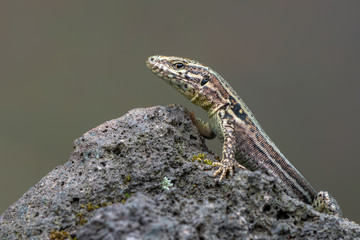 The common wall lizard - Podarcis muralis