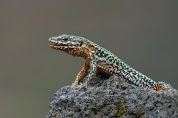 The common wall lizard - Podarcis muralis