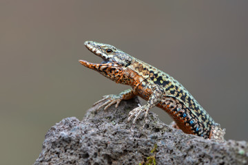 The common wall lizard - Podarcis muralis