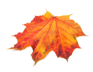Red autumn maple-leaf