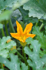 Fleur jaune de courge