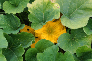 fleurs de courgettes