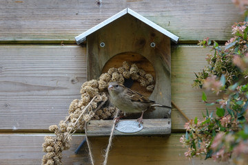 Moineau sur un mangeoire