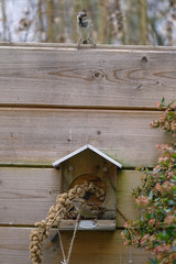 Moineau sur un mangeoire