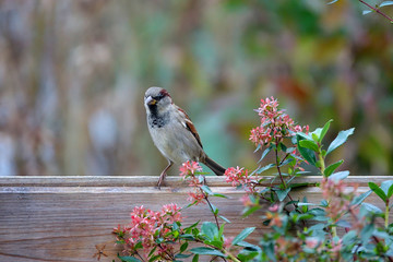petit oiseau marron  sur palissade