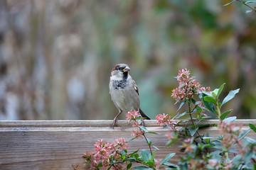 oiseau sur palissade