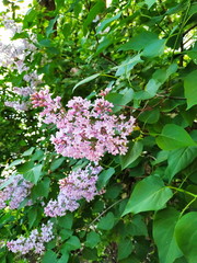 Lilac bloom in spring in the park