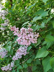 Lilac bloom in spring in the park