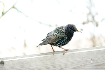 merle sur un clôture en bois