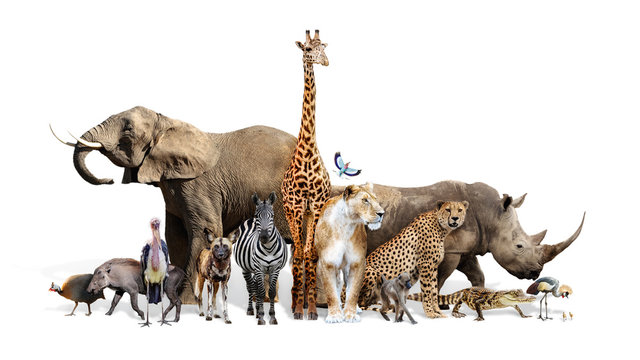 Fototapeta Safari Wildlife Group na białym tle