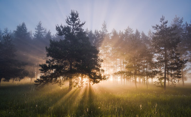 Beautiful landscape with sun rays coming through pine wood at summer sunrise