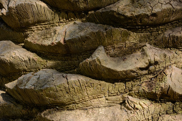 background with palm trunk from Canary Islands
