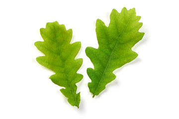 Oak leaves, close-up, isolated on white background
