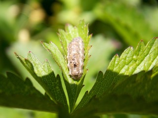 one caterpillar on the green list