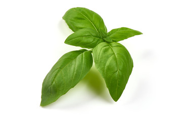 Fresh Green Basil Leaf, close-up, isolated on white background