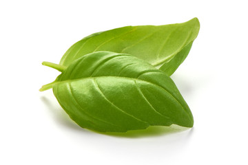 Fresh basil leaves, close-up, isolated on white background