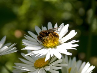 bug on a white flower