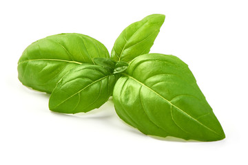 Fresh Green Basil Leaf, close-up, isolated on white background