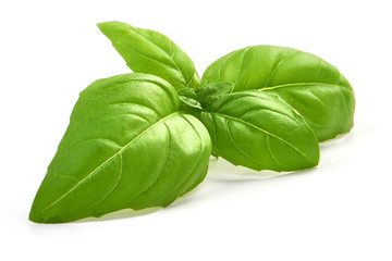 Fresh Green Basil Leaf, close-up, isolated on white background
