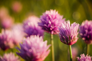 Makroaufnahme von Schnittlauchblüten im Sonnenlicht