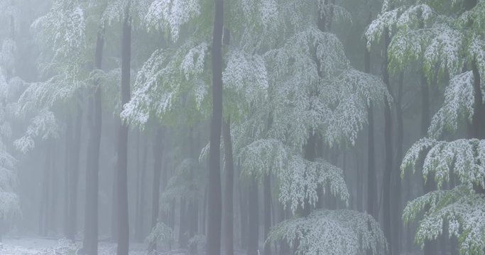 A sudden return of winter on a foggy spring day in May -  snowy beech trees with fresh green foliage  - panning camera - ProRes