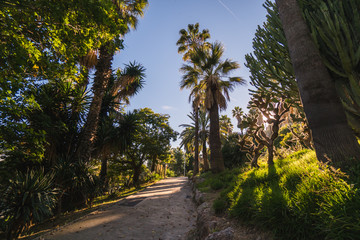 Obraz na płótnie Canvas Palm trees of Barcelona, european touristic destination