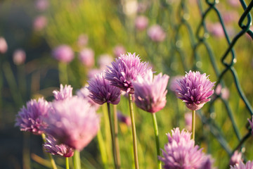 Schnittlauch am Zaun in der Morgensonne