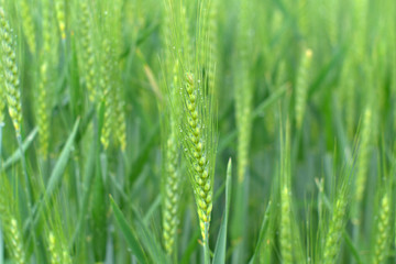 Fototapeta na wymiar spike of corn,agriculture, nature, wheat, plant, farm,meadow, cereal, 