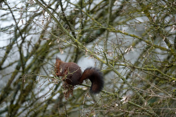 écureuil roux