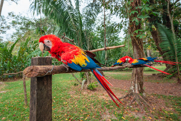 Red Macaw Sanctuary at the Lacandon jungle in Chiapas, Mexico