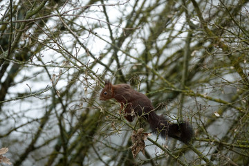 Fototapeta na wymiar écureuil roux sautant de branche en branche
