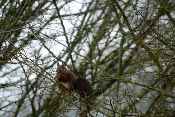 écureuil dans les branches d'un arbre