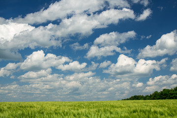 Obraz premium Green wheaten sprouts are in the field and beautiful cloudy. Spring landscape.