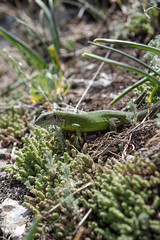 Green lizard on a rock