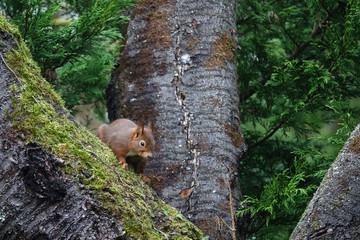 écureuil sur un arbre